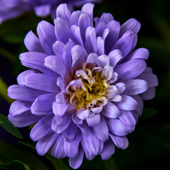 Obraz premium purple aster flower on a black background close-up macro photography