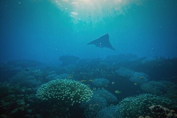 Exploring the underwater realm with scuba gear among rays and marine life