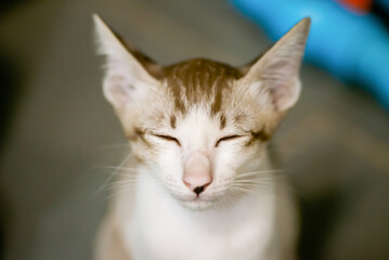 A cat close the eye 