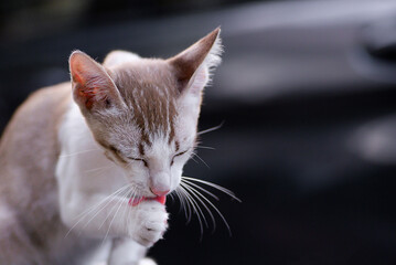 The Thai cat Siamese cat breed with lick on the leg on foot on blurry background. Concept of cat cleaning body.
