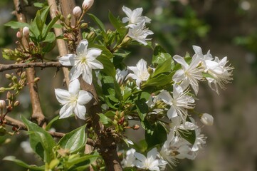 Sustainable gardening with blooming jasmine and vibrant flowers in spring environment