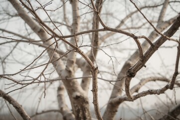Winter tree with bare branches against a light sky, isolated natural design