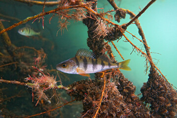 Big perch on the plants background   