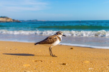 Fototapeta premium Adorable Plover Bird by the Ocean with Sandy Beach Scenery