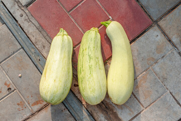 Harvested zucchini from the garden