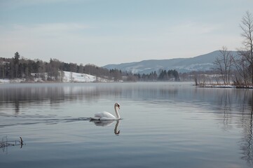 Naklejka premium Swan Floating Gracefully on Water Surface