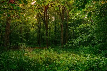 Lush green canopy with dense trees and park scenery