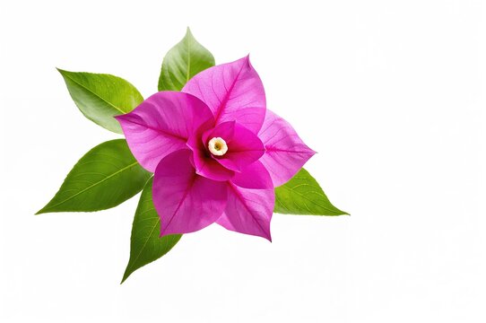 Vibrant bougainvillea flowers against a plain white backdrop