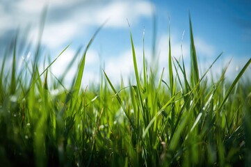 Obraz premium Illuminated Meadow of Optimism