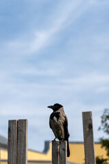 Hooded crow (Corvus cornix) perched on a wooden fence in an urban environment, wild bird in city habitat.