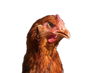 Red laying hen on a white isolated background, side view, poultry with a red crest, conceptual portrait of an agricultural animal for use in agriculture. Red chicken (hen) looking at the camera. 