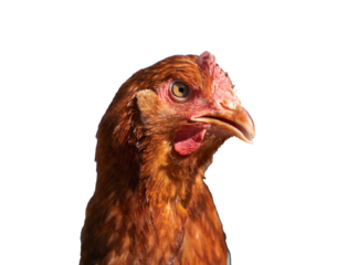 Red laying hen on a white isolated background, side view, poultry with a red crest, conceptual portrait of an agricultural animal for use in agriculture. Red chicken (hen) looking at the camera. 