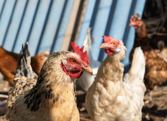 The rooster stands proudly among his hens and fluffy chicks, watching them as they peck the ground. The scene is full of life, with the gentle clacking of chickens and playful chirping.