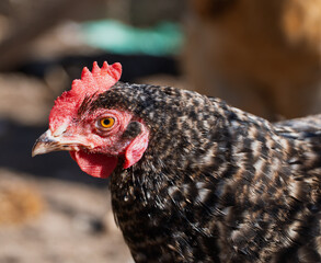 A domestic chicken of black-white coloring stands on a dirt path near green grass, creating a typical rural scene. Its vibrant plumage and natural environment perfectly convey the atmosphere. 
