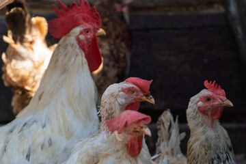 The rooster stands proudly among his hens and fluffy chicks, watching them as they peck the ground. The scene is full of life, with the gentle clacking of chickens and playful chirping.