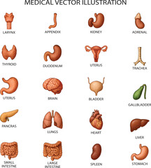 Detailed human internal organs illustration chart for medical education