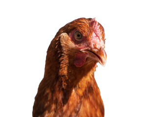 Red laying hen on a white isolated background, side view, poultry with a red crest, conceptual portrait of an agricultural animal for use in agriculture. Red chicken (hen) looking at the camera. 