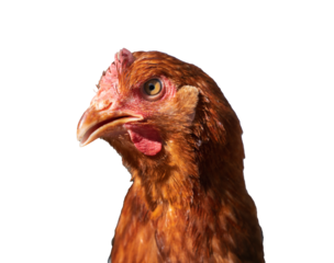 Red laying hen on a white isolated background, side view, poultry with a red crest, conceptual portrait of an agricultural animal for use in agriculture. Red chicken (hen) looking at the camera. 