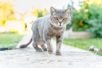 Grey Scottish Fold cat with yellow eyes in summer outdoor in the garden