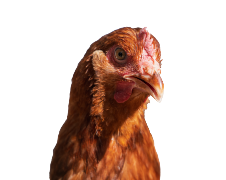Red laying hen on a white isolated background, side view, poultry with a red crest, conceptual portrait of an agricultural animal for use in agriculture. Red chicken (hen) looking at the camera. 