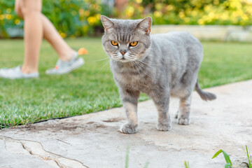 Grey Scottish Fold cat with yellow eyes in summer outdoor in the garden