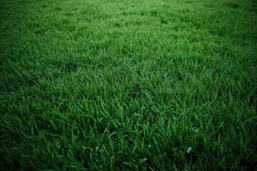 Obraz premium Natural green grass texture and pattern for backdrop