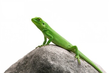 Fototapeta premium Isolated green reptile perched on a rock with a plain backdrop
