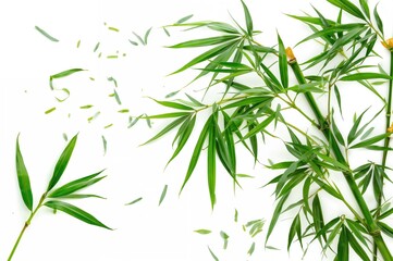 Obraz premium Isolated green bamboo foliage on a white backdrop
