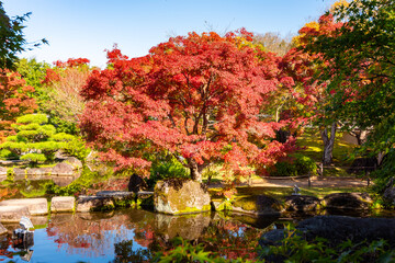 Red maple tree in momiji autumn season in Koko-en gardens, Himeji, Japan
