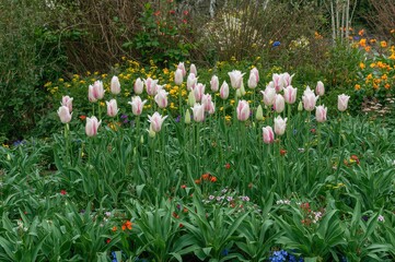 Colorful tulip blossoms thrive amidst verdant foliage in a lively garden scene during spring.