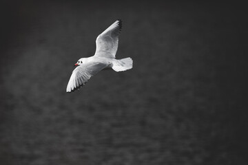 Seagull in flight over dark monochrome water, artistic contrast and vignette
