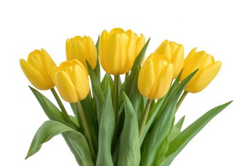 Bright yellow tulips arranged in a bouquet against a plain white background. Detailed vector illustration in EPS10 format.