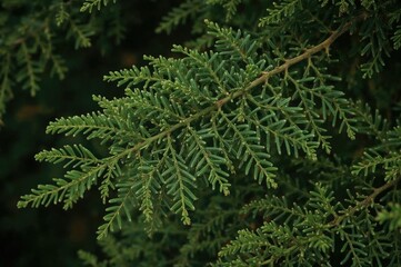 Fototapeta premium Close-up of fresh thuja seeds on a vibrant green twig against a blurred backdrop