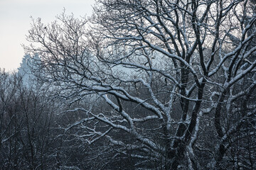 Snow-covered tree in winter, Siebengebirge, diffuse daylight, forest background
