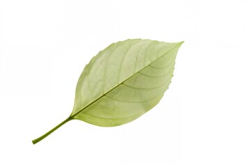 Fototapeta premium Fresh spring birch foliage with clear sky backdrop, isolated on white, symbolizing summer nature's beauty