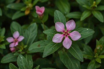 Pink Lamprocapnos Lanceolata Flower in Bloom