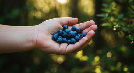 Small hand holding fresh blueberries gathered in the forest.