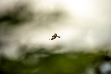 bird in flight