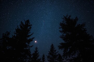 Fototapeta premium Dark pine tree outlines beneath a sparkling night sky