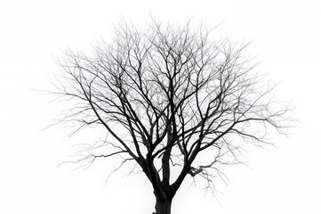Fototapeta premium Leafless black tree silhouettes on a white backdrop