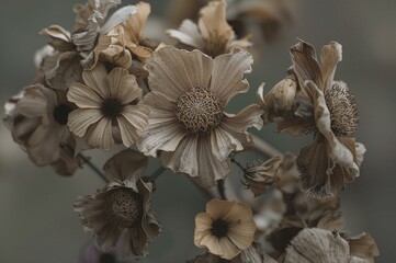 This picture captures multiple dried flowers with petals that are brittle and some beginning to detach, showcasing the characteristic brown and grayish-white hues of withered blooms.