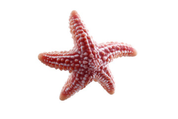 Detailed pink starfish on black background, cut out