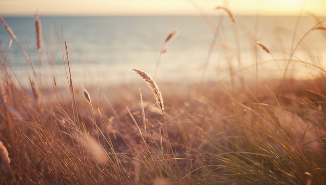 Gentle soft focus on coastal dry grasses and reeds with a pastel sunset glow, the ocean softly blurred in the distance. Summer nature scene. - Powered by Adobe