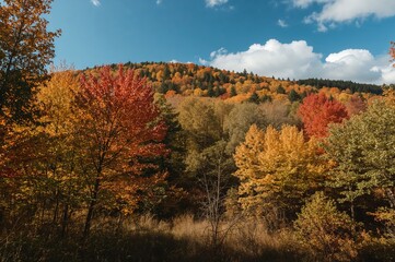 Fototapeta premium Vibrant fall foliage decorating the forest in October, showcasing nature's beauty with green and orange leaves
