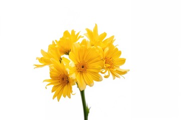 Collection of yellow blooms on a white backdrop