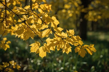 Obraz premium Close-up of yellow leaves on a branch in a sunlit forest setting, showcasing texture and natural patterns