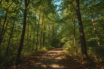 Fototapeta premium Tranquil woodland trail bathed in soft sunlight