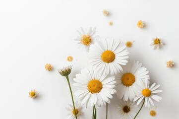 Obraz premium Collection of lovely chamomile blooms against a white backdrop