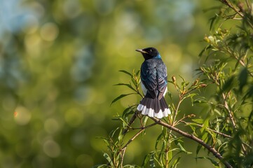 Delichon urbicum - Common House Martin Bird