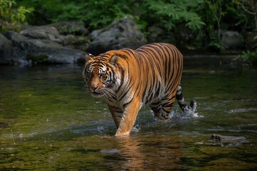 Tiger stalking through a forest stream, a fierce predator in its natural environment.